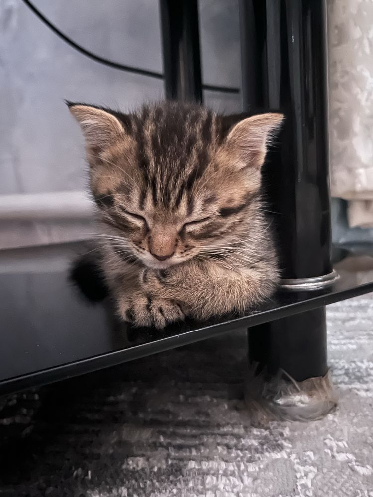 Продается вислоухий котёнок (мальчик)