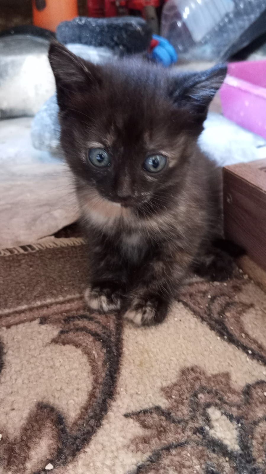Отдам воспитанных котят