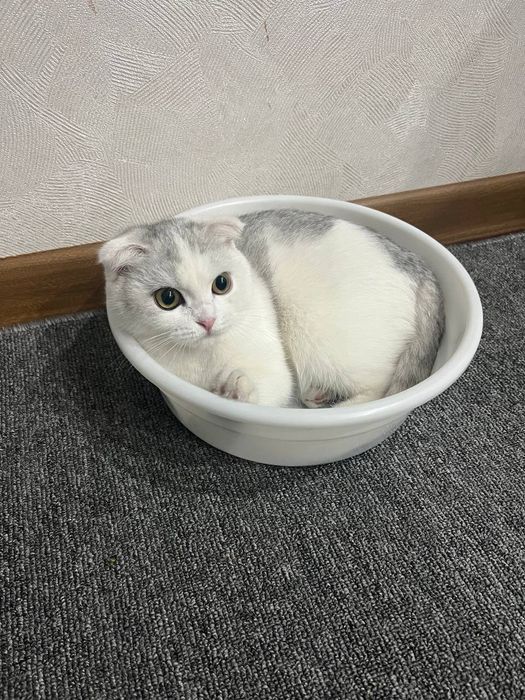 Взрослая кошка .