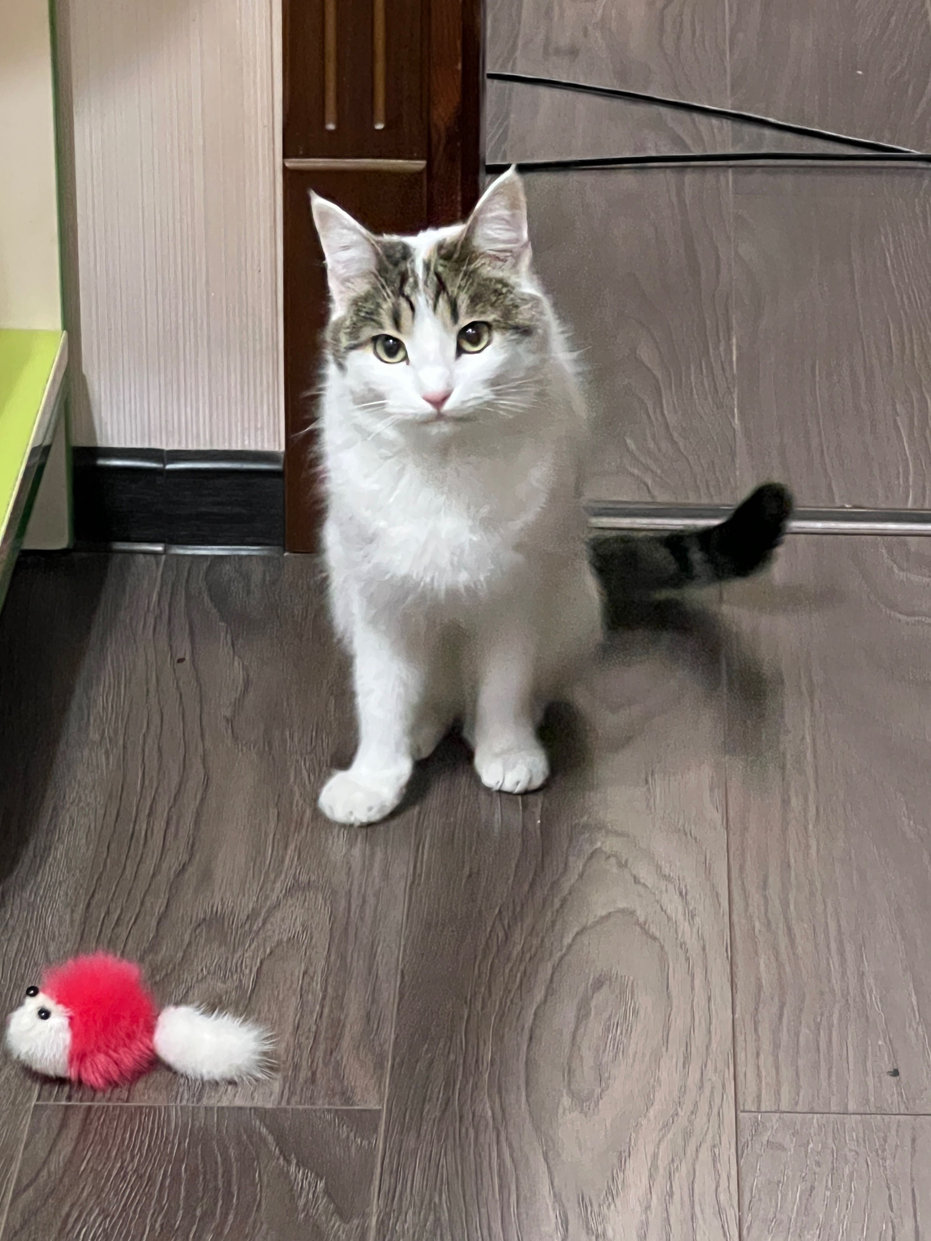 Отдаю домашнюю кошку даром