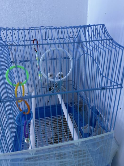 Vand pui Peruș cu toate accesoriile
