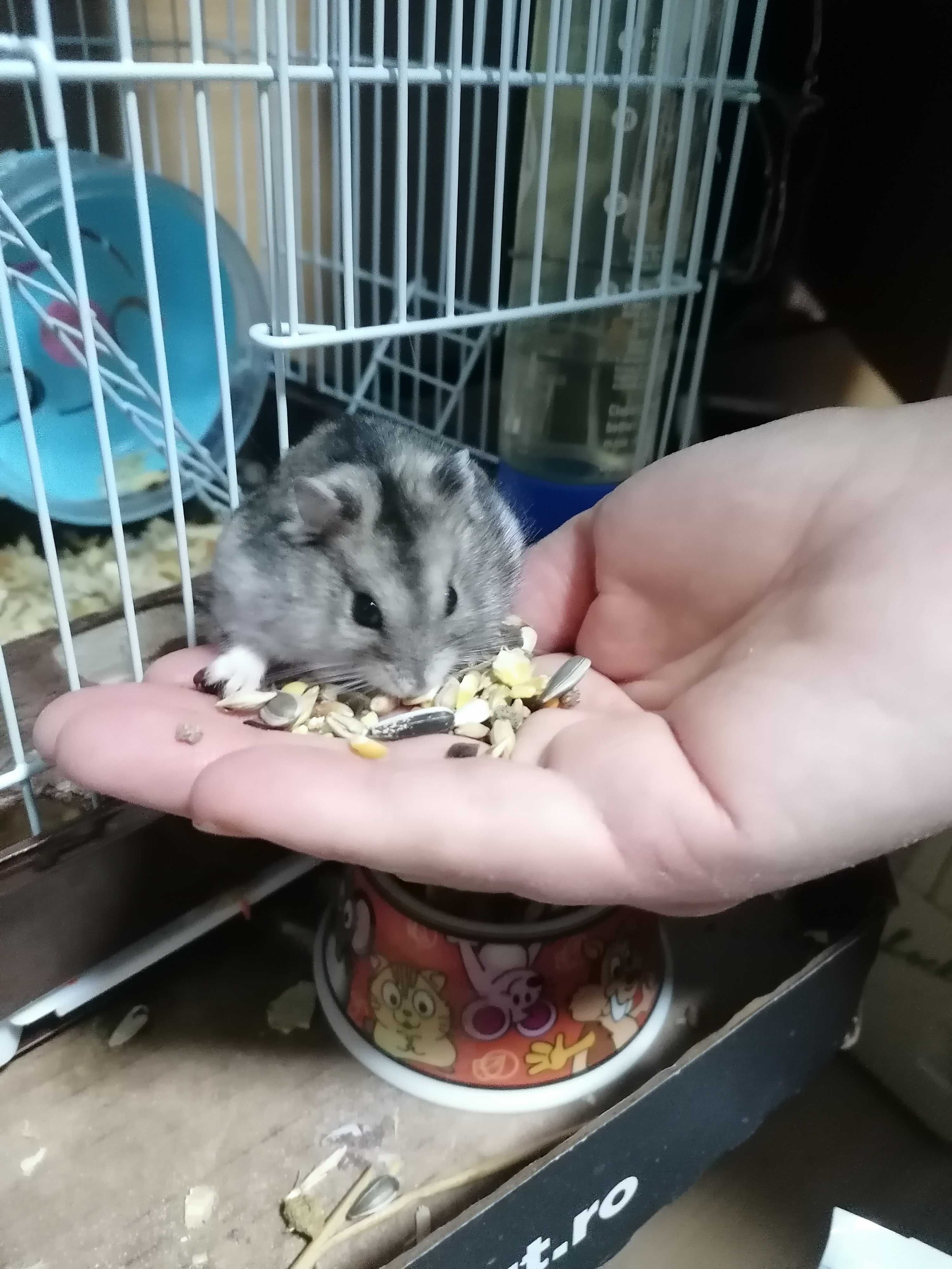 Hamsteri pitici 3 băieți și o fată vârstă 3 luni jumătate