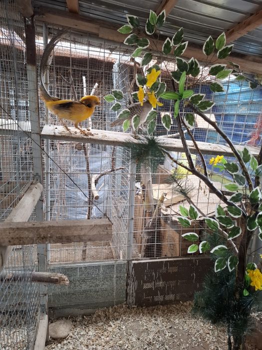 Продам фазанов лимонный