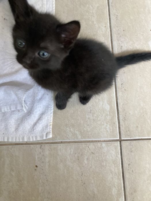 Подаряваме котенца