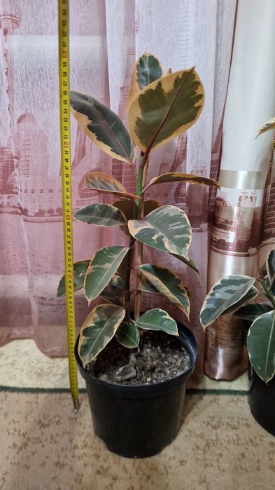 Продам фикус Тинеке