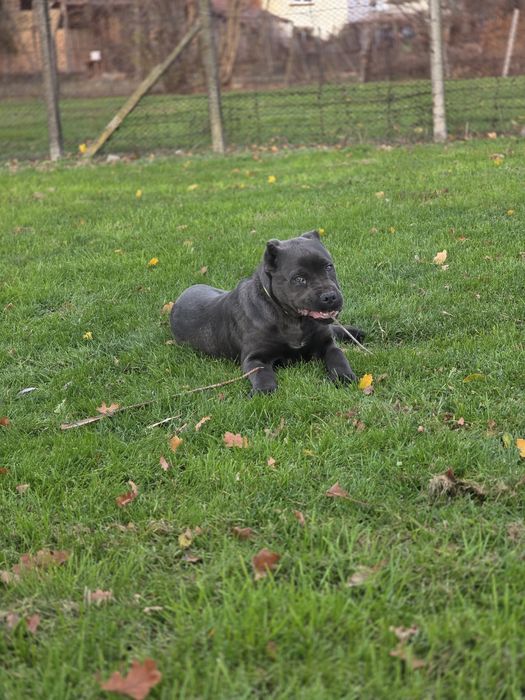 Кане корсо сиво мъжко