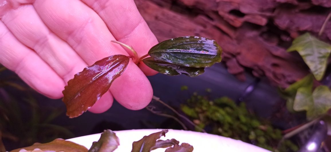 Plante acvariu - Bucephalandra