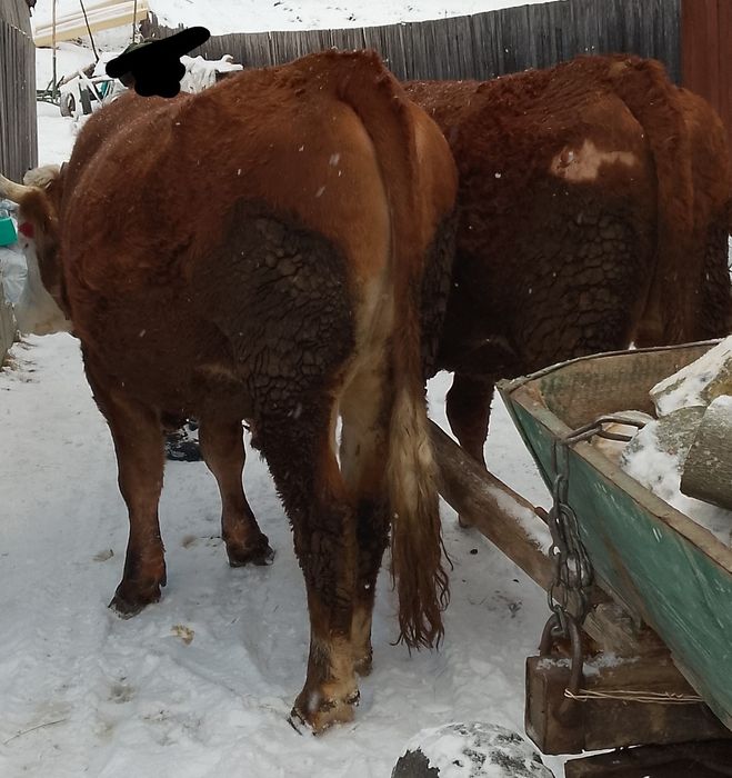 Vând o pereche de juncii