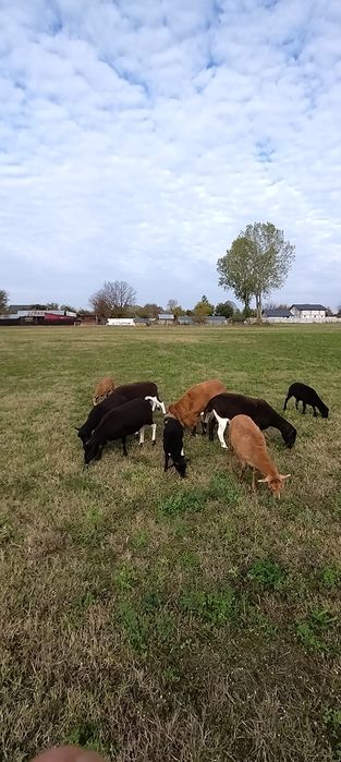 Vind oi de carne, menționez oile  nu se mulg