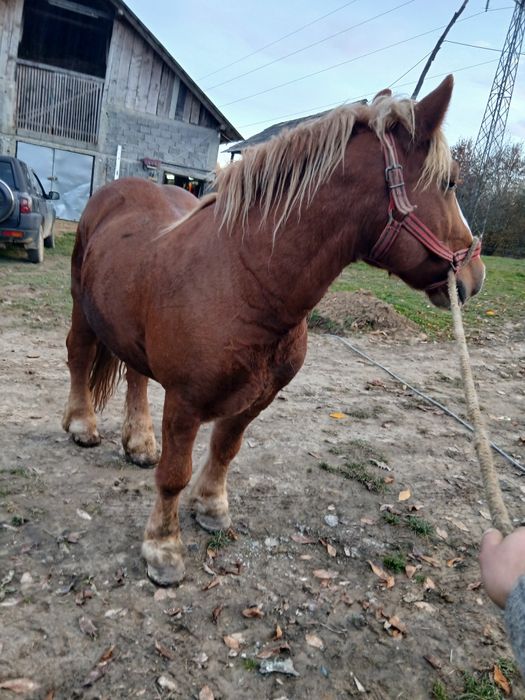 Cal de vanzare castrat