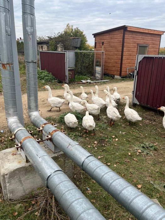 продам гусей живьем