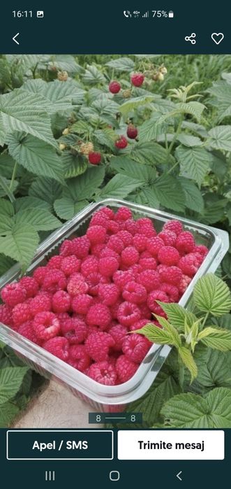 Vând butasi de zmeură de diferite soiuri