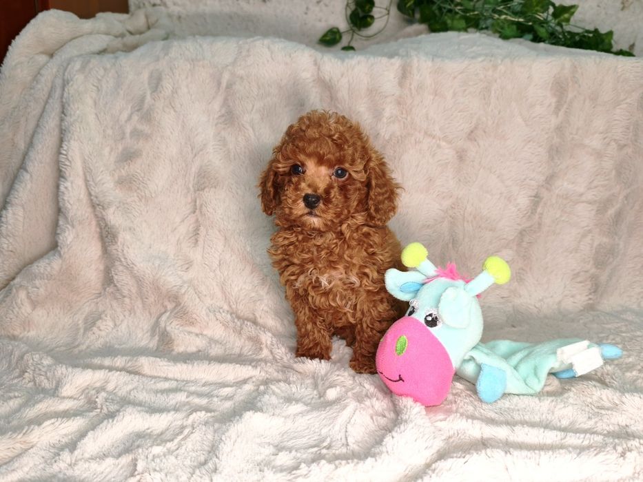 Vand baietel pudel rosu toy/pitic