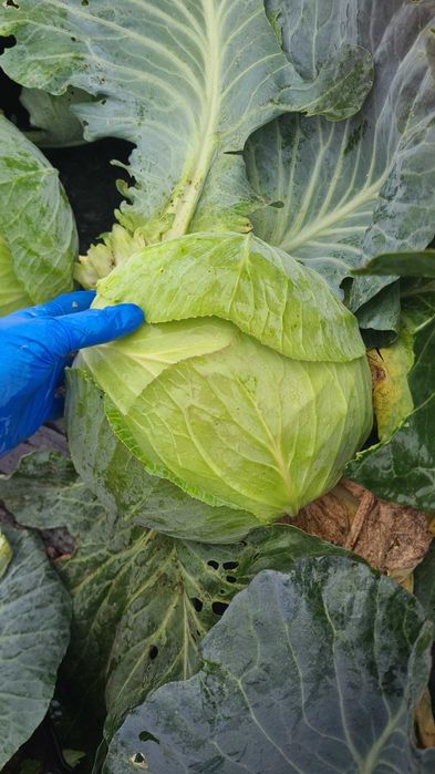 Descriere
Varza de vânzare la Halmeu!