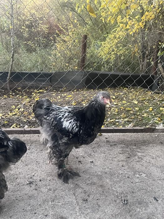 Brahman pui 3 luni jumate