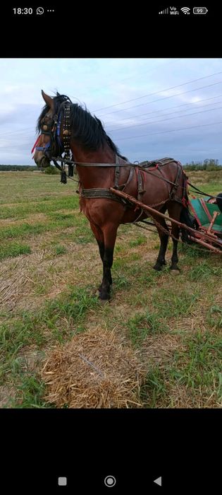 Vând sau schimb Armăsar Metis de frizian de 2 ani