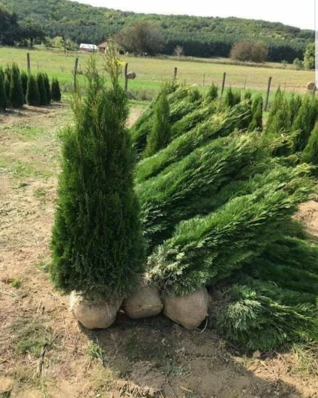 Platani, mesteacăn alb, tei argintiu mirositor , plante foioase