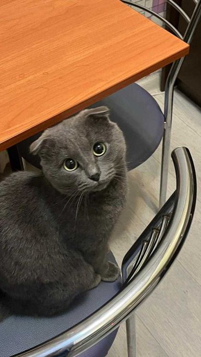 Продам кошку британская вислоуха