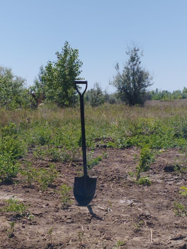 Посадка и пересадка Деревьев, Клен,живая изгородь,газон