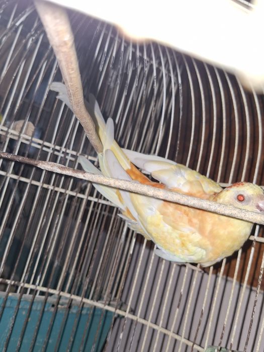 De vânzare papagali cantatori