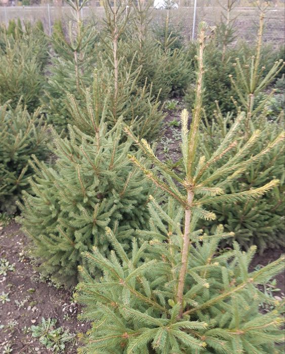 Brad verde(Picea Abies)