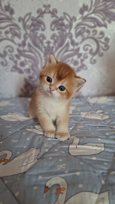 Shinshilla Шиншилла