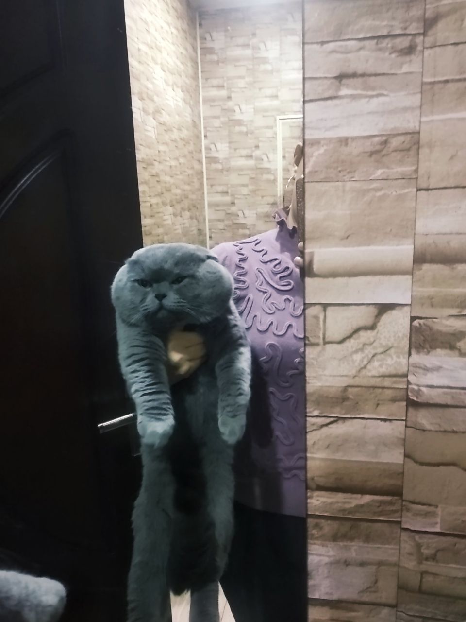 Продам котят породы скотиш фолд