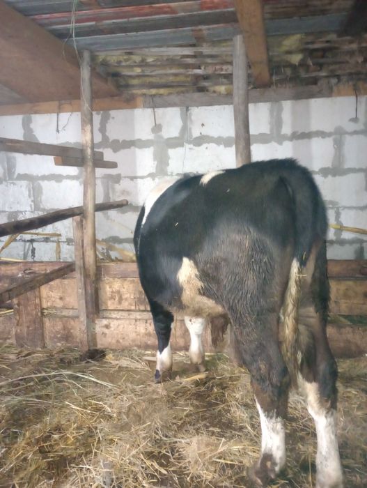 Vițel de vânzare