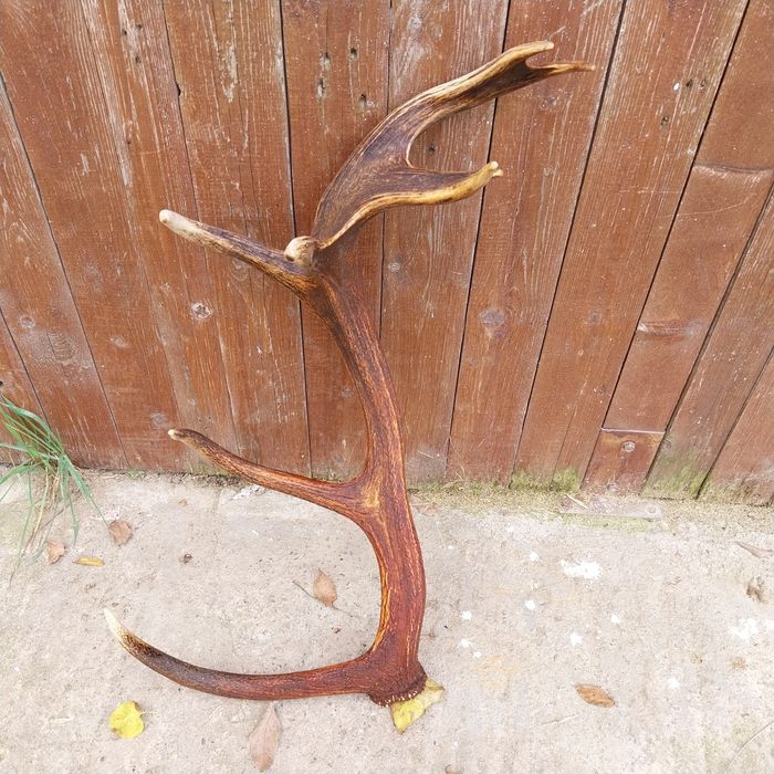 Corn de cerb carpatin