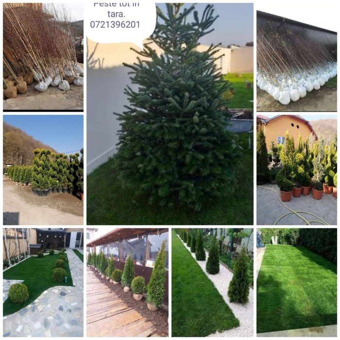 Copaci ornamentali mesteacan tei frasin artari