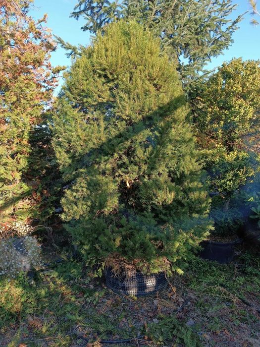 Големи школувани  иглолистни дървета.  София