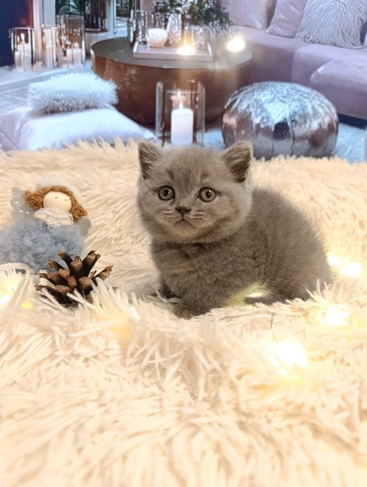 Pui băiețel British Shorthair ORADEA