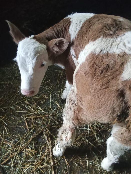 Vand vitea baltata romaneasca