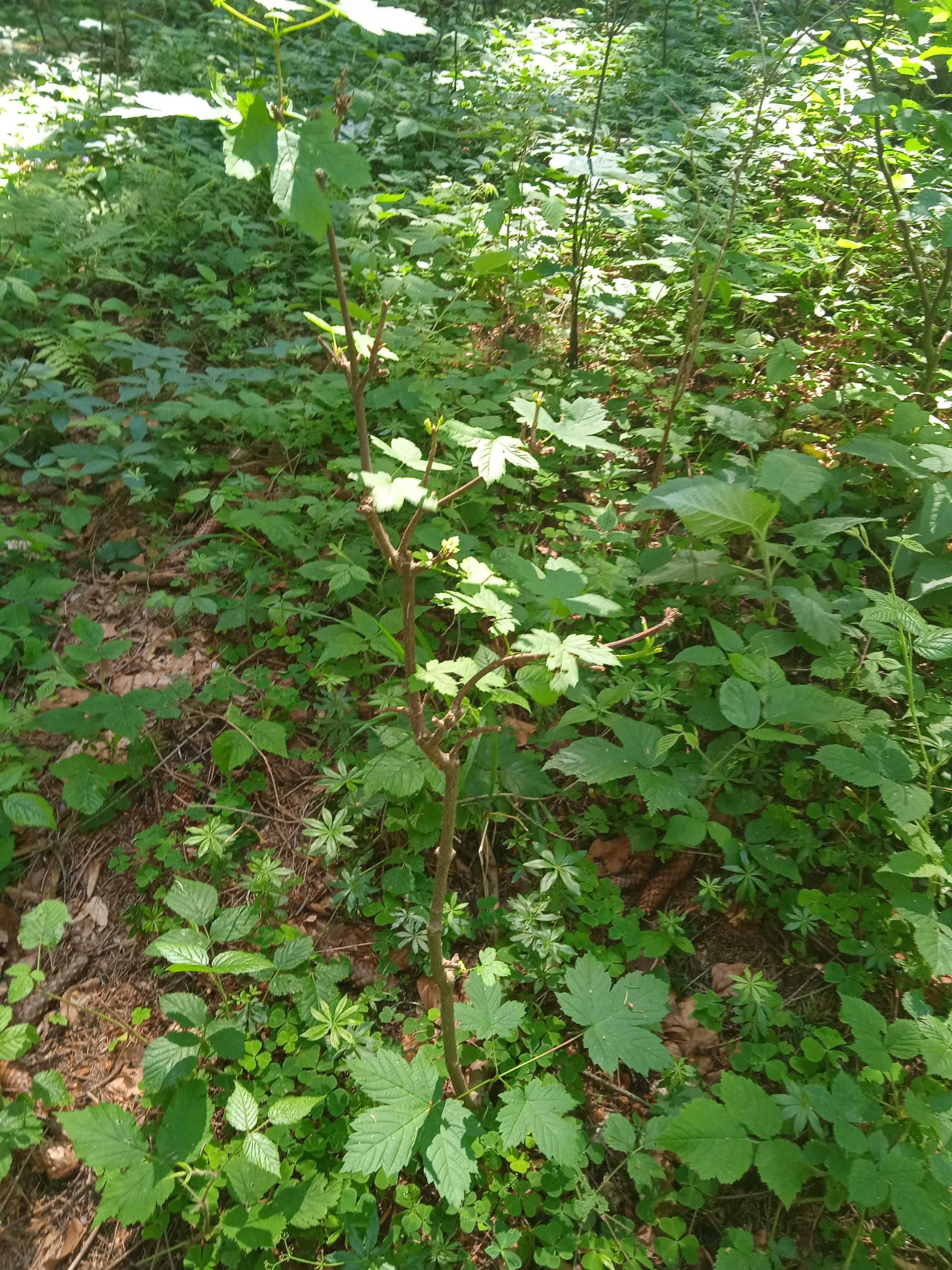 Puieti paltin puieți paltin de munte