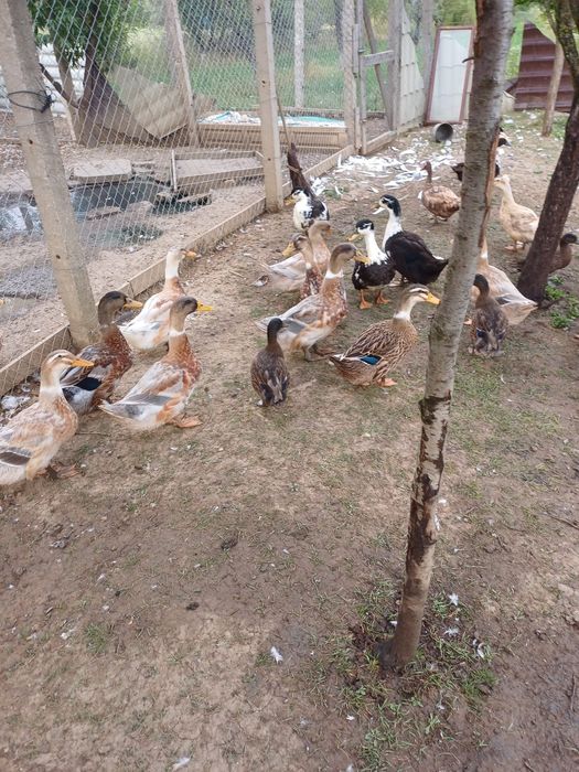 Rate macaitoare de vanzare