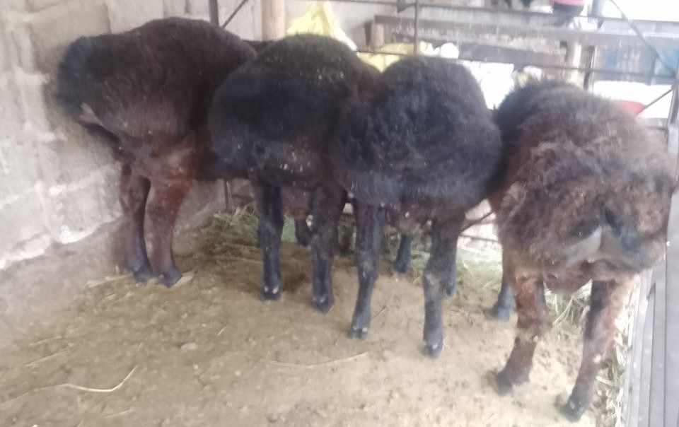 Qo'chqorlar sotiladi