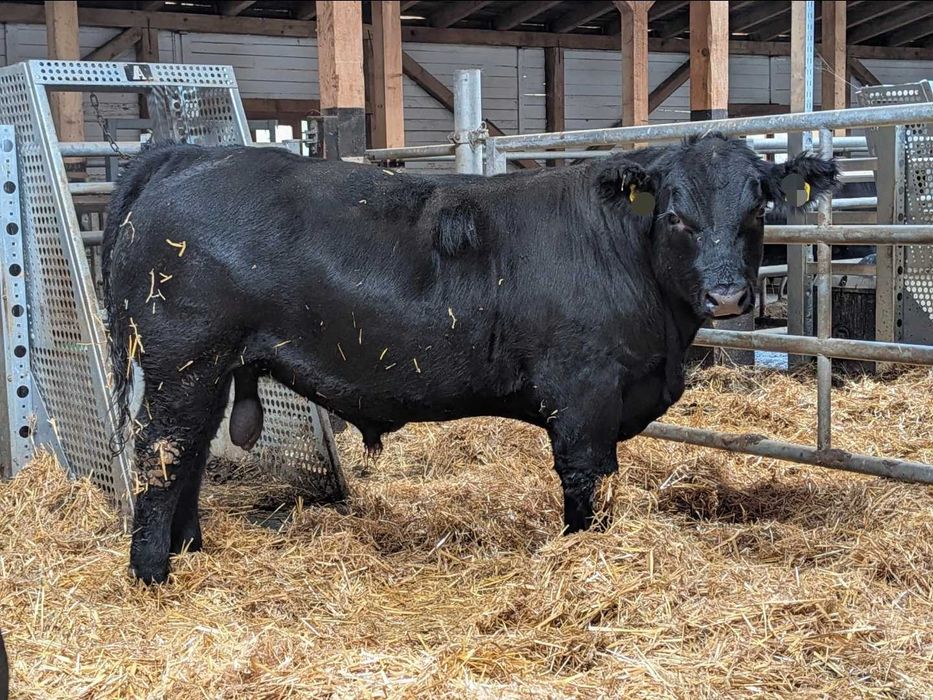 Taurasi Angus de Prasila