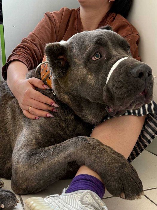 Алиментный щенок Кане Корсо готовится к продаже дата рождения 27.10.25