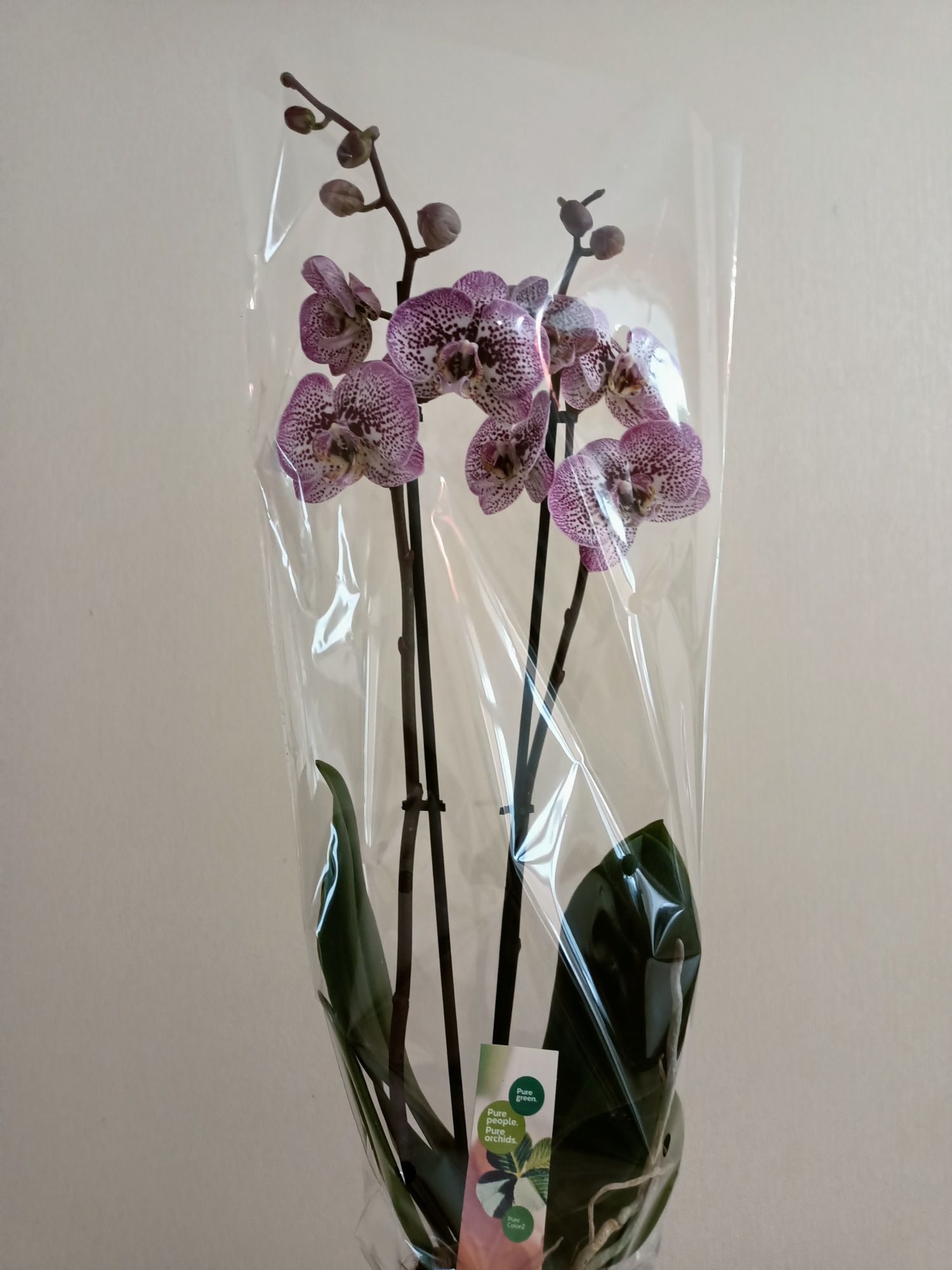Королевские орхидеи