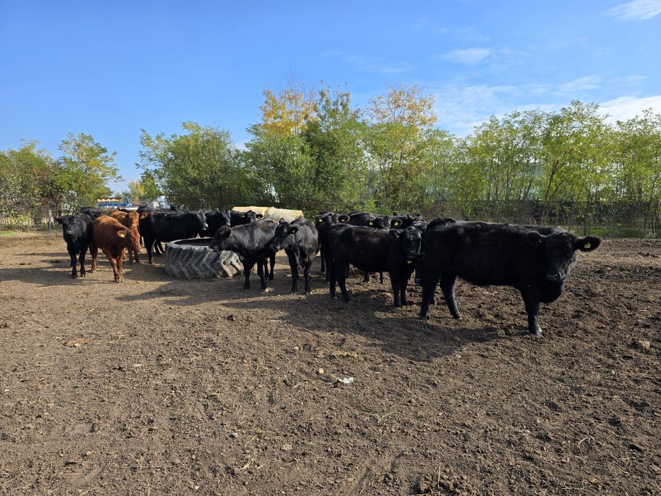 Lot 24 Vitele Gestante Angus