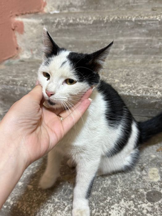 Котенок в хорошие руки