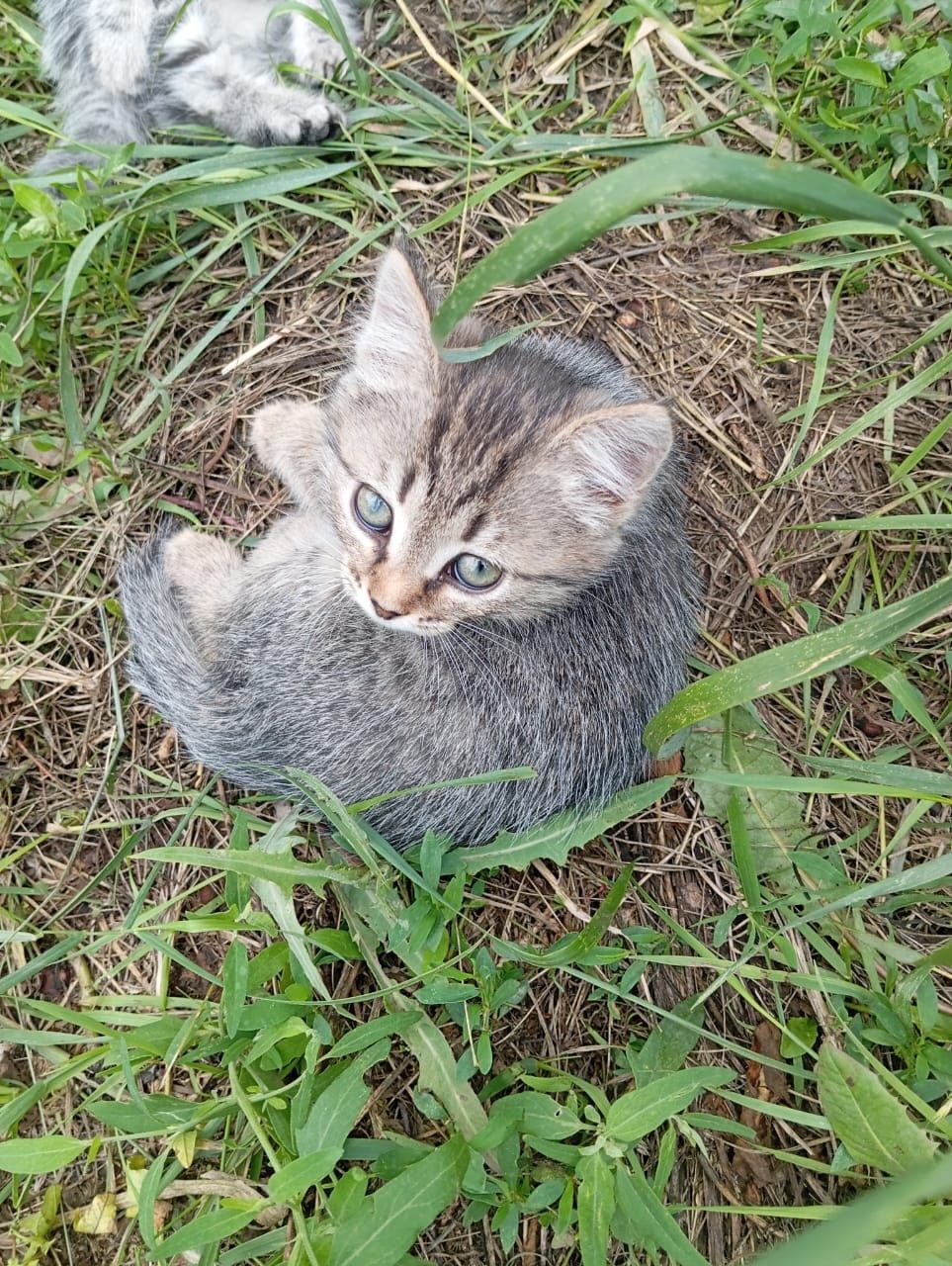 Котята бесплатно