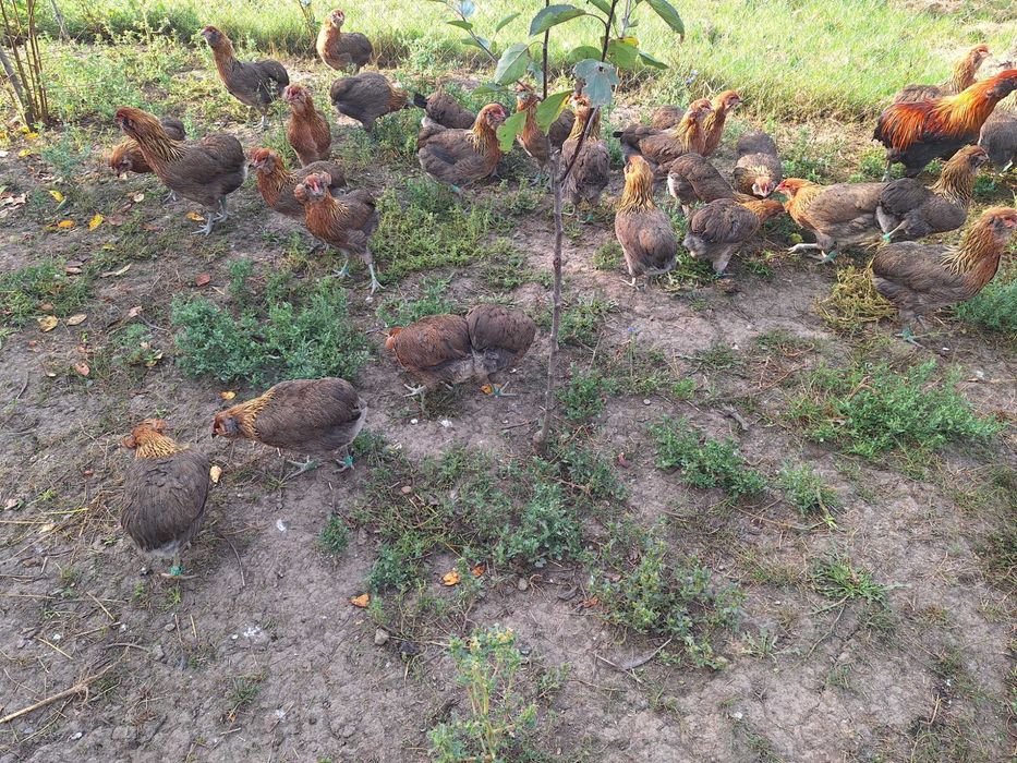 Araucana tineret 2025