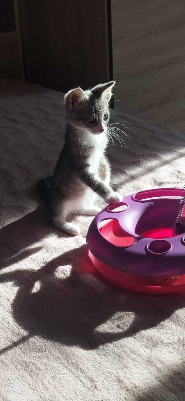Котенок полосатый