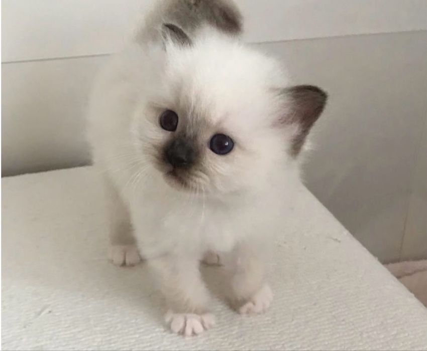 Ragdoll motanel superb