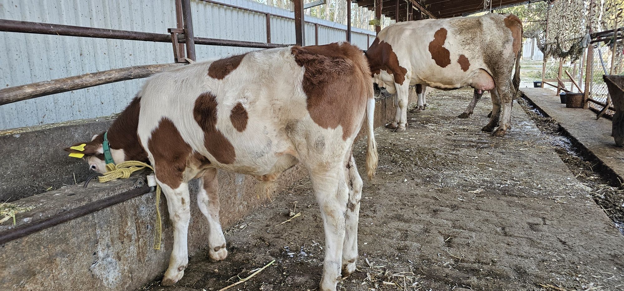 Simmental erkak buzoq 2,5 oylik