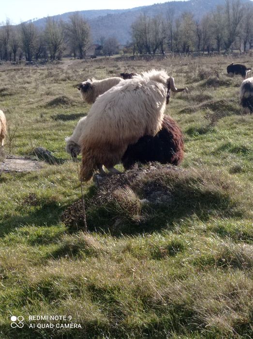 Vând un berbec foarte bun