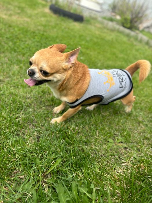 Вязка чихуа-хуа кобель