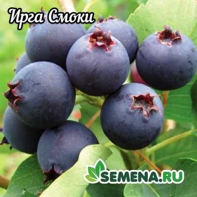 Саженцы разных сортов Ирги