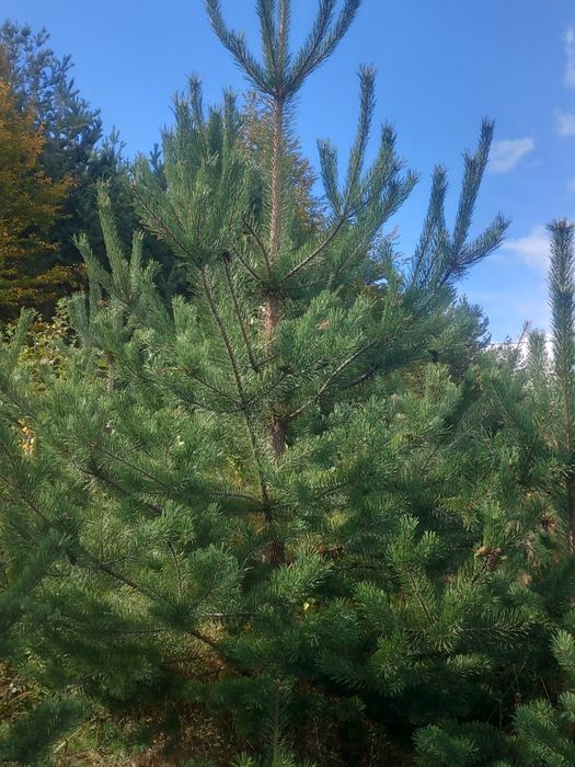 Pin Sylvestru, hymalaia/stejar roșu